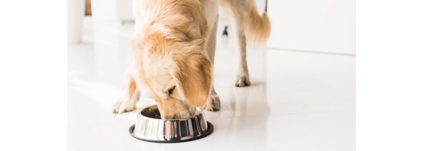 ¿Has encontrado el comedero ideal para tu perro?